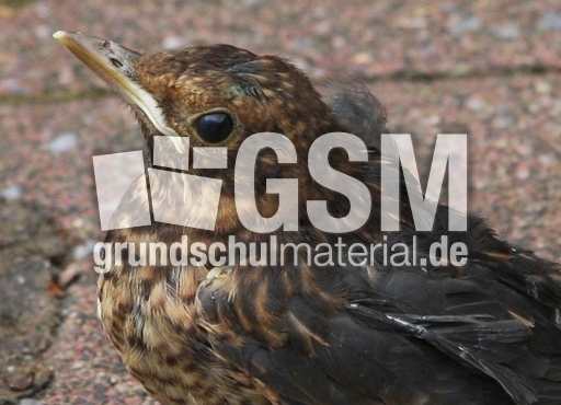 junge-Amsel-2010 007.jpg